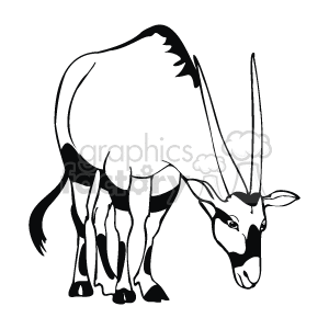 Black and white antelope