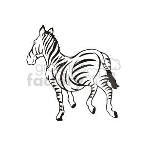 Zebra running away
