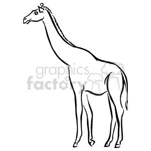 A giraffe with a long neck