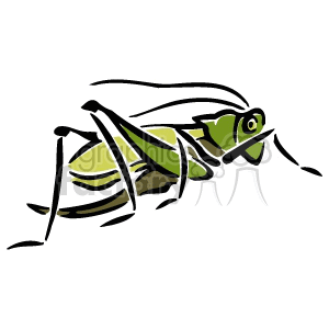 Grasshopper