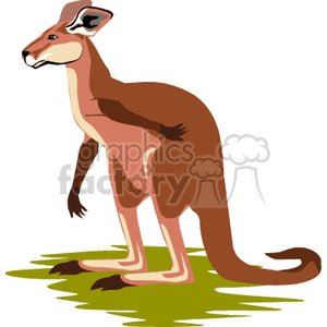This clipart image depicts a stylized illustration of a kangaroo standing on a patch of green, presumably representing grass. The kangaroo is primarily brown with shading to create a sense of dimension, and it has a long tail, large feet, and the characteristic large hind legs of a kangaroo. It also features the typical facial markings and pointed ears associated with kangaroos.
