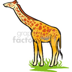 Large giraffe standing in grass