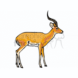 African antelope with curved horns