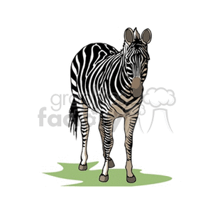 The clipart image depicts a single zebra standing on a patch of grass and facing forward. The zebra features the distinctive black-and-white striped pattern typical of the species. It is a realistic representation suitable for educational materials or designs related to African wildlife, zoos, or possibly conservation efforts.