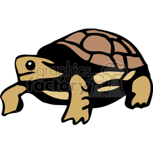 Common box turtle