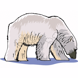 Full body profile of polar bear