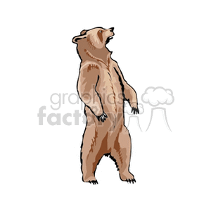 Grizzly bear standing upright on back legs