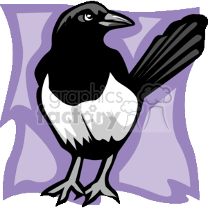 Black and white magpie
