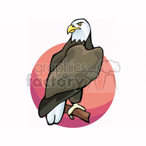 The clipart image features an illustrated profile view of an American eagle, which is well-known as a bird of prey or predator. The eagle is depicted with a majestic stance, showcasing its brown body, white head, and yellow beak.
