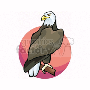 Majestic American Bald Eagle