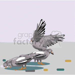 Clipart of three pigeons pecking at the ground while one pigeon has its wings extended, likely in the middle of landing or taking off.