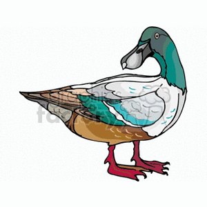 A colorful clipart image of a duck with a mix of green, blue, brown, and white feathers and red legs.