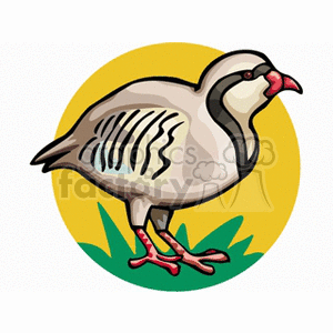 This clipart image depicts a partridge bird standing on grass. The partridge features distinctive black markings around its eyes and red beak and legs. The background is a yellow circle, providing a contrasting backdrop for the bird.