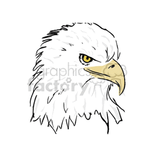Clipart image of an eagle's head with yellow eyes and a sharp yellow beak.