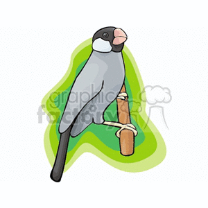 Cartoon clipart of a gray and black bird perched on a round wooden stick with a green abstract background.