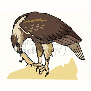 This is a clipart image of a bird of prey standing on a rock, looking down at its catch. The bird has predominantly brown and white feathers, with a sharp beak and talons.