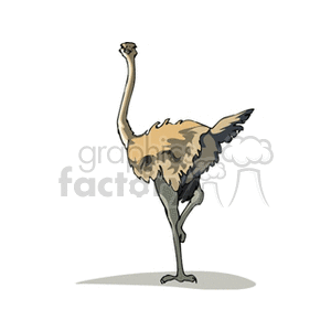 Clipart image of an ostrich standing on one leg.