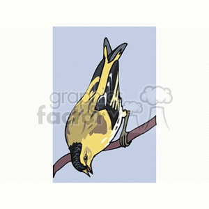 A yellow and black bird perched on a branch facing downward in a clipart style.