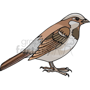 A detailed clipart image of a brown and white bird perched on the ground.