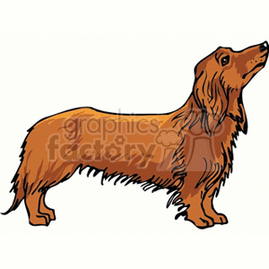 Red longhaired dachshund stands with its nose in the air