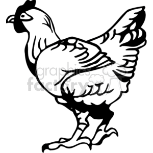 Black and White Rooster Illustration - Farm Animal
