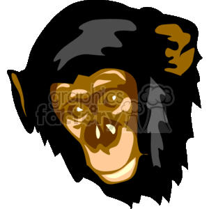 Chimpanzee head