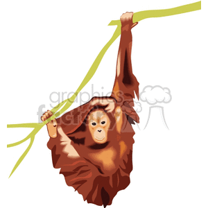 A cartoon image of an orangutan hanging from a branch