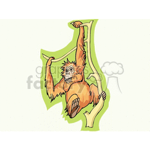 Clipart image of an orangutan hanging from a branch.