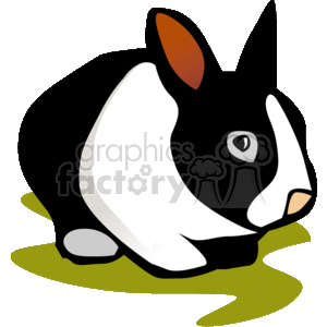 Black and white sitting rabbit