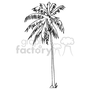 This clipart image features a black-and-white illustration of a single palm tree with a slender trunk and a canopy of fronds.