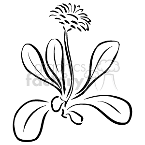 Outline of Daisy Flower - Nature Theme