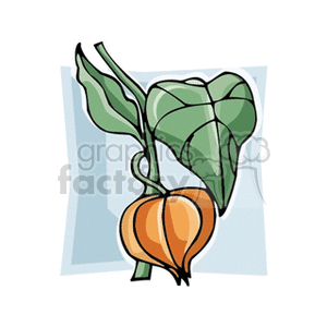 Clipart of a plant with green leaves and an orange, lantern-shaped flower.