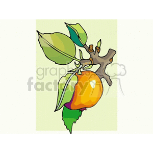 Clipart image of an orange fruit on a tree branch with leaves.