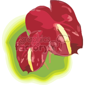Red Anthurium hawaiian flowers
