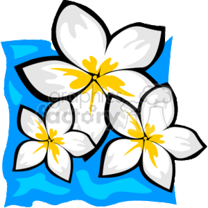 The clipart image depicts a trio of white and yellow Hawaiian tropical flowers (likely Plumeria, also known as Frangipani), with a stylized blue background that could represent water.