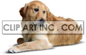   The image shows a golden retriever dog lying down on the floor. The dog has a brown coat and appears to be relaxed and comfortable. 