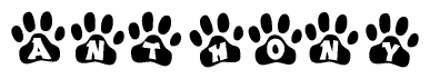 The image shows a series of animal paw prints arranged in a horizontal line. Each paw print contains a letter, and together they spell out the word Anthony.