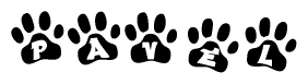 The image shows a series of animal paw prints arranged in a horizontal line. Each paw print contains a letter, and together they spell out the word Pavel.