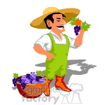Man gathering grapes from the vineyard
