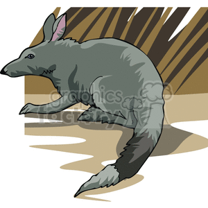 Gray Kangaroo Mouse