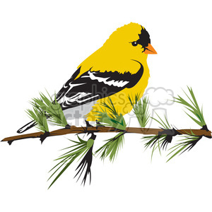 Clipart image of a yellow bird perched on a pine branch with green needles.