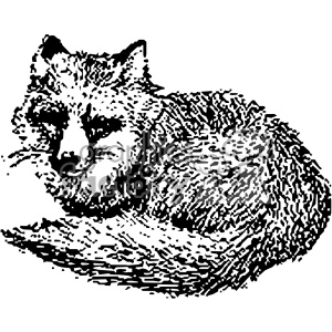 Black and white clipart of a curled-up fox, depicted in a detailed, textured style.