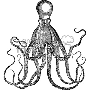 Vintage Octopus