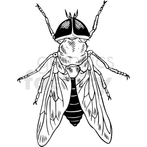 A detailed black and white clipart image of a housefly, showcasing intricate wing, body, and antennae features.