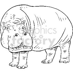 The image is a black and white line drawing of a hippopotamus. The hippo is standing with its head facing slightly towards the viewer, showing its large head, nostrils, eyes, and ears, along with its massive body and short, stocky legs.