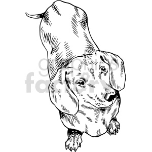This black and white clipart image features a dachshund dog. The dachshund appears to be illustrated in a pen and ink style with detailed hatching to denote shading and texture. The dog's head is tilted slightly, with its eyes and nose prominently depicted, and its ears are hanging down gently.