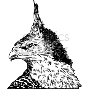 Black and white clipart illustration of a hawk with a detailed and fierce expression.