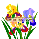 Multicolored irises