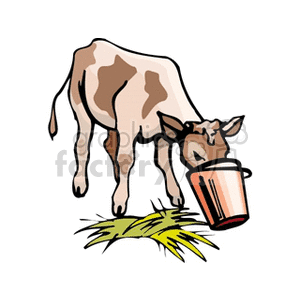 Baby Calf Eating Out of a Brown Handled Bucket 
