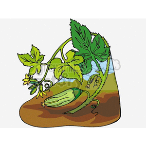 Ripe Cucumber on the Vine
